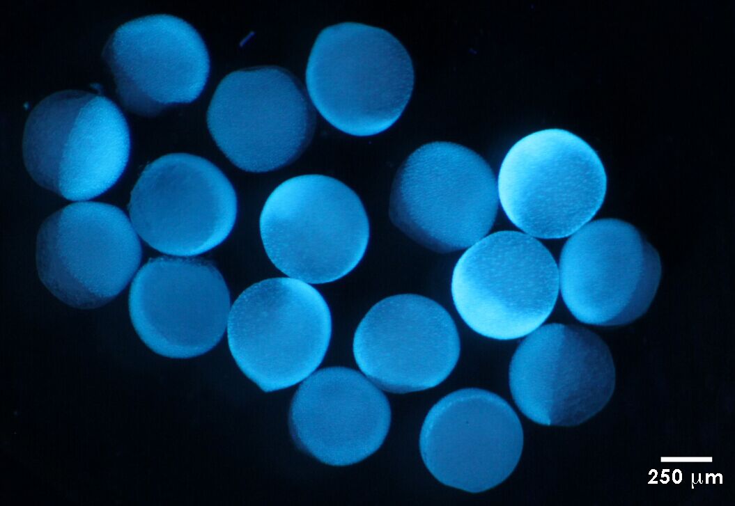 美国nightsea紫外荧光适配器