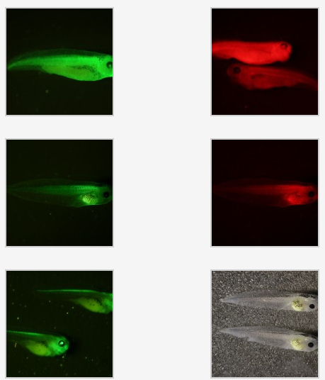 美国nightsea的荧光蛋白观察手电筒BLS2