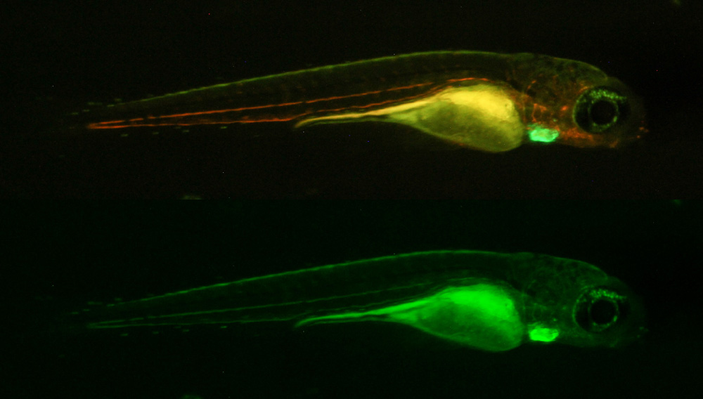 通过Longpass（顶部）和bandpass滤光片拍摄的转基因荧光斑马鱼