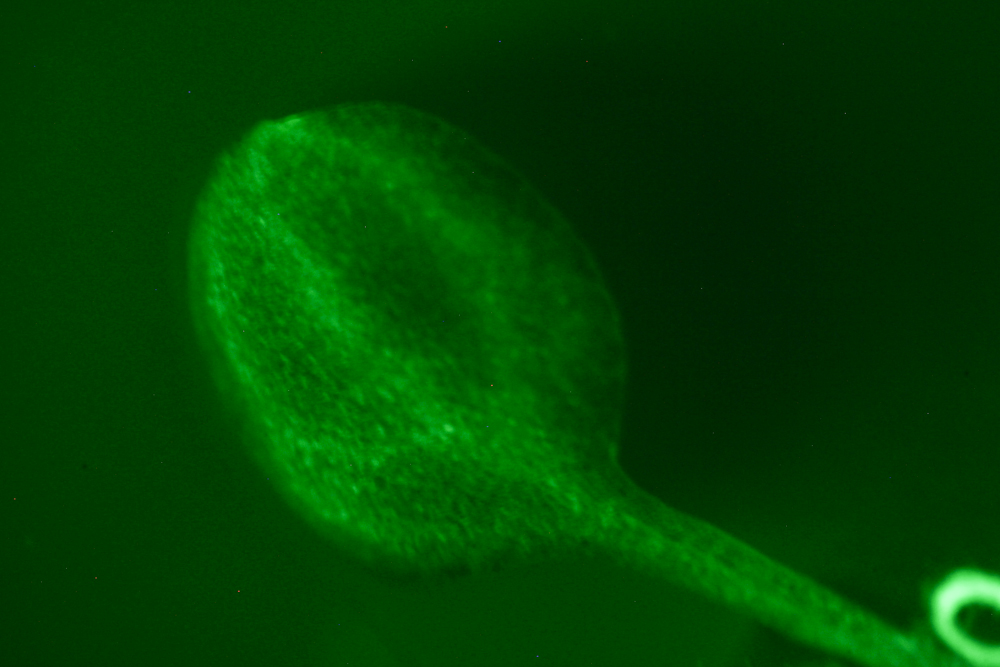 Arabidopsis_green_filter_test-4.jpg