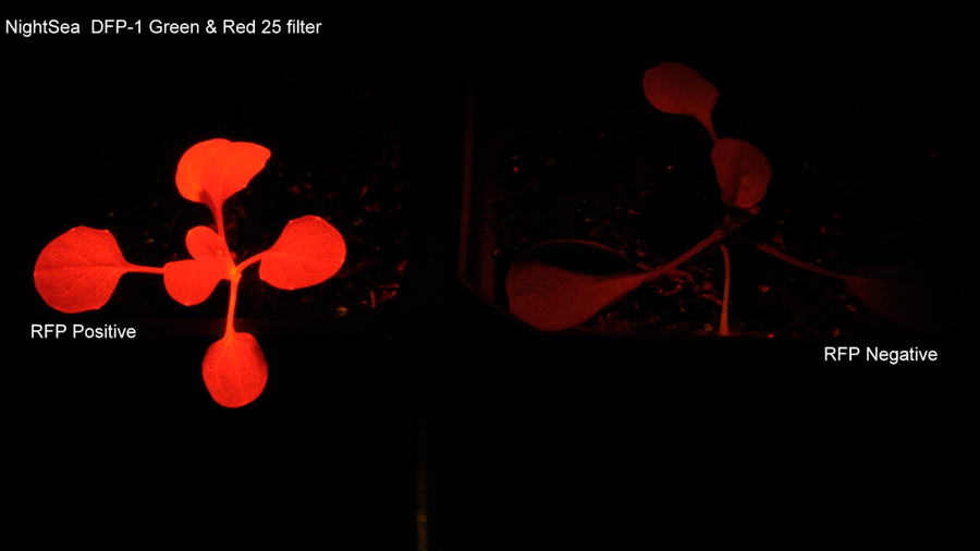 RFP阳性和阴性幼苗的荧光图像