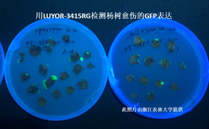 LUYOR-3145RG观察杨树愈伤组织中的gfp荧光蛋白的表达