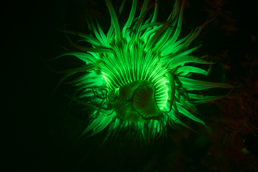 激发光源照射水母发出荧光