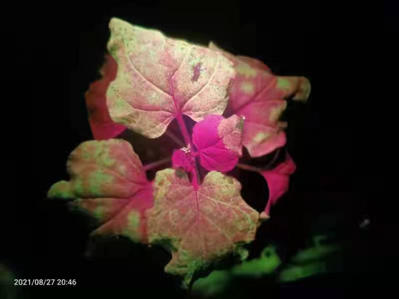 紫外激发光源激发植物GFP发光