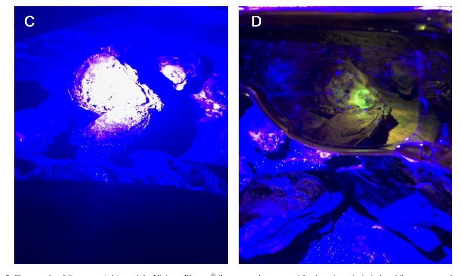 荧光手电筒观察钙黄素侵染的牡蛎