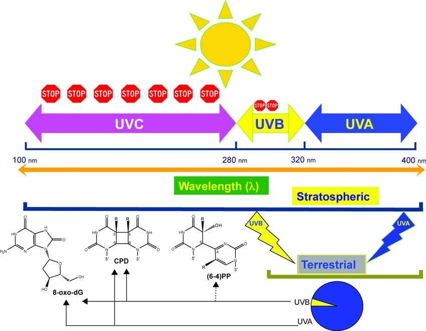 不同波段紫外线灯的应用_UVA/UVB/UVC