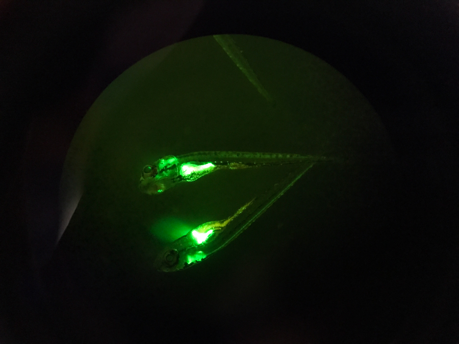 斑马鱼在SFA-RB皇家蓝激发下eGFP发出绿色荧光