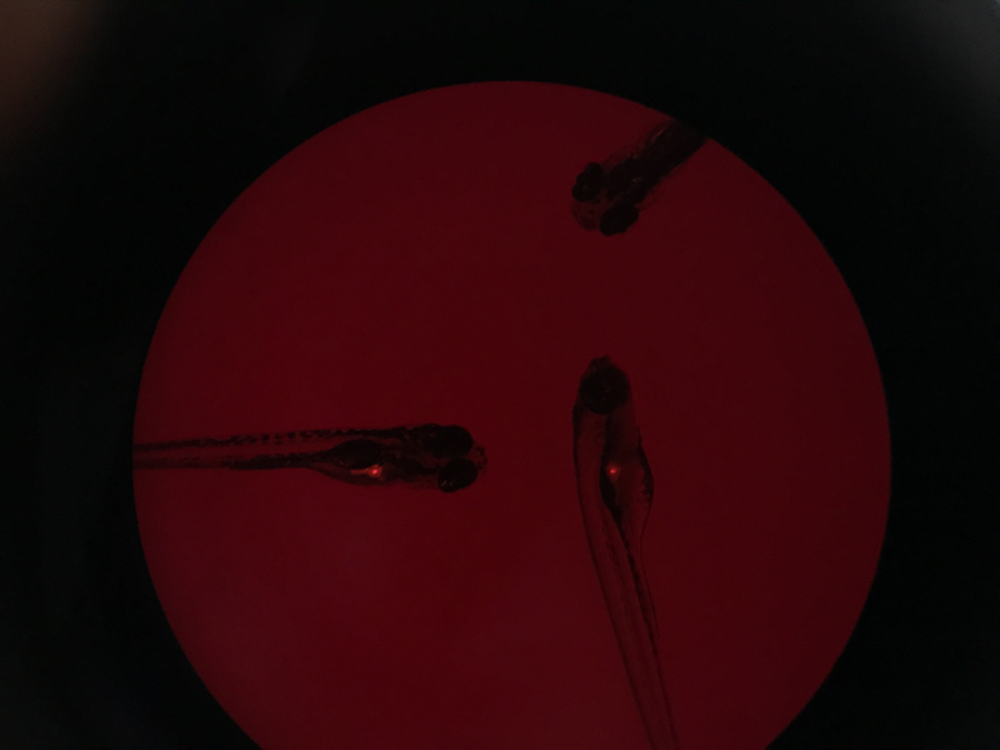 斑马鱼在SFA-GR荧光适配器绿色激发下mCherry发出的红色荧光