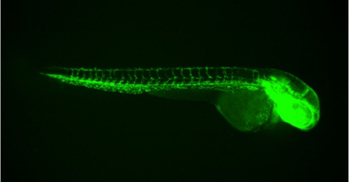 转基因斑马鱼在生物医学研究中的应用
