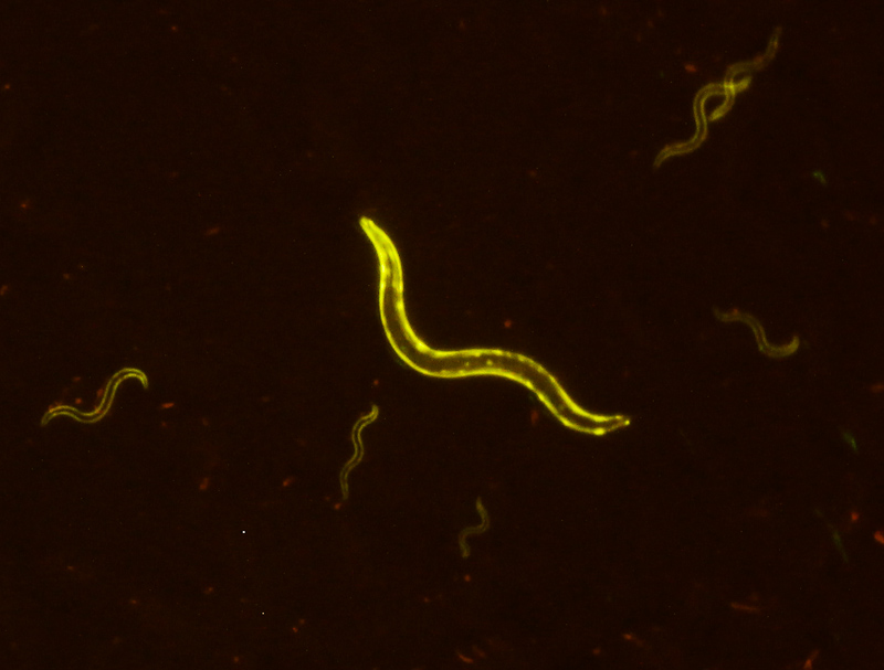 黄色荧光蛋白（YFP）在线虫上的表达