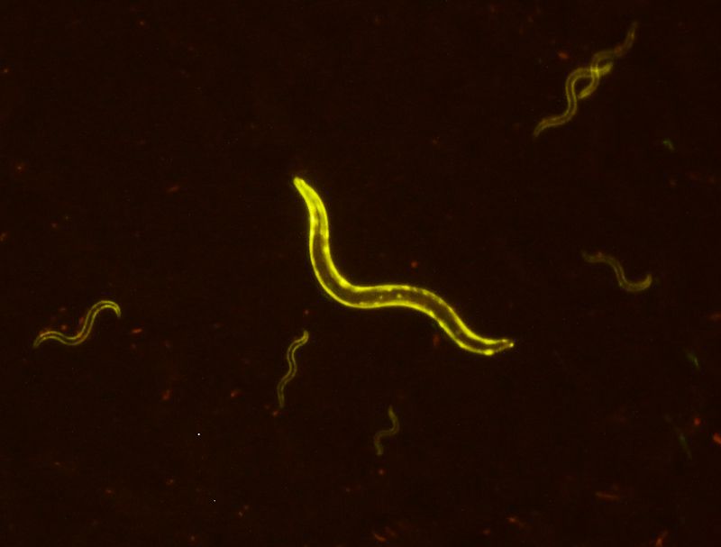 YFP在C elegans上的表达