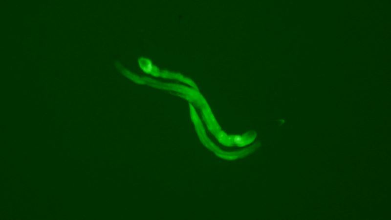 绿色荧光蛋白（GFP）在C elegans上的表达