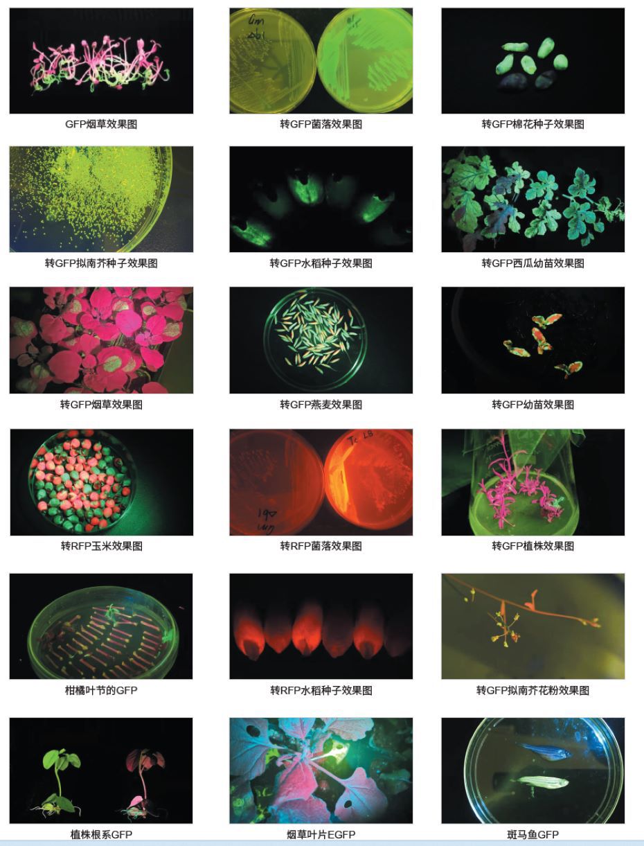 各种荧光蛋白的表达效果图