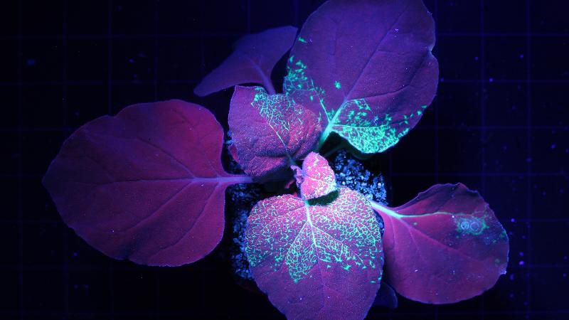 紫外线为什么能激发绿色荧光蛋白GFP发光？