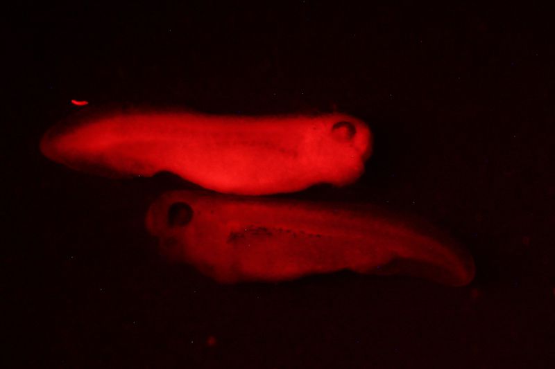 斑马鱼上的红色荧光蛋白发光