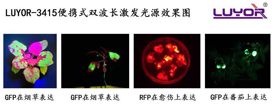 荧光蛋白激发光源