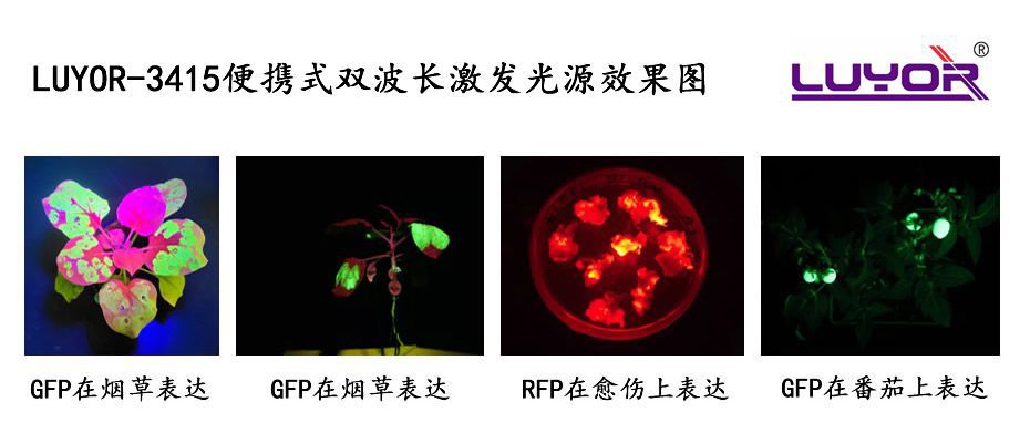绿色荧光蛋白照片