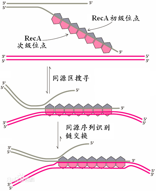 紫外交联仪UCL-3500用于RecA突变筛选