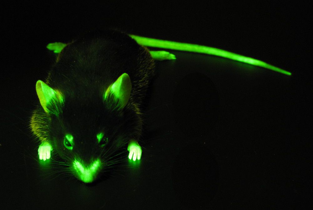 mouse_GFP.jpg