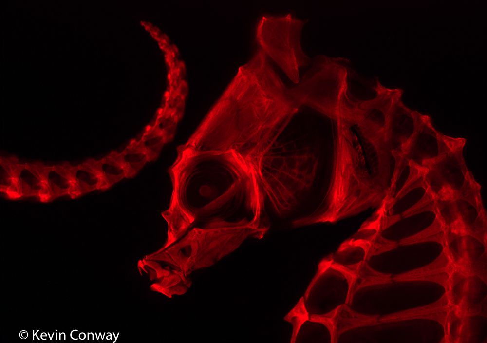 荧光手电筒用于观察茜素红染色的海马骨架