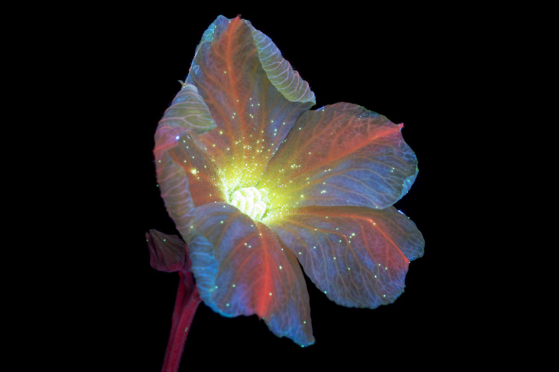 Photographer-Reveals-the-Unexpected-Fluorescence-of-Flowers-Using-UV-Light-11.jpg