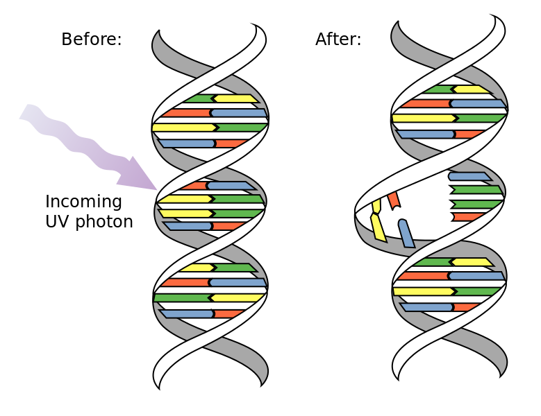 紫外线诱导DNA突变