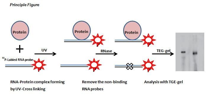 RNA紫外交联强度是多少？