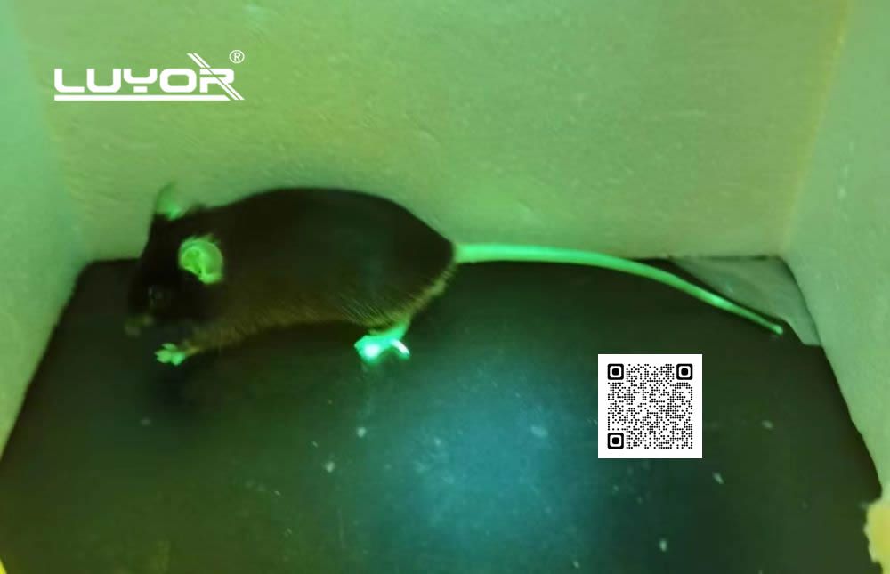 观测FUCCI小鼠的绿色荧光