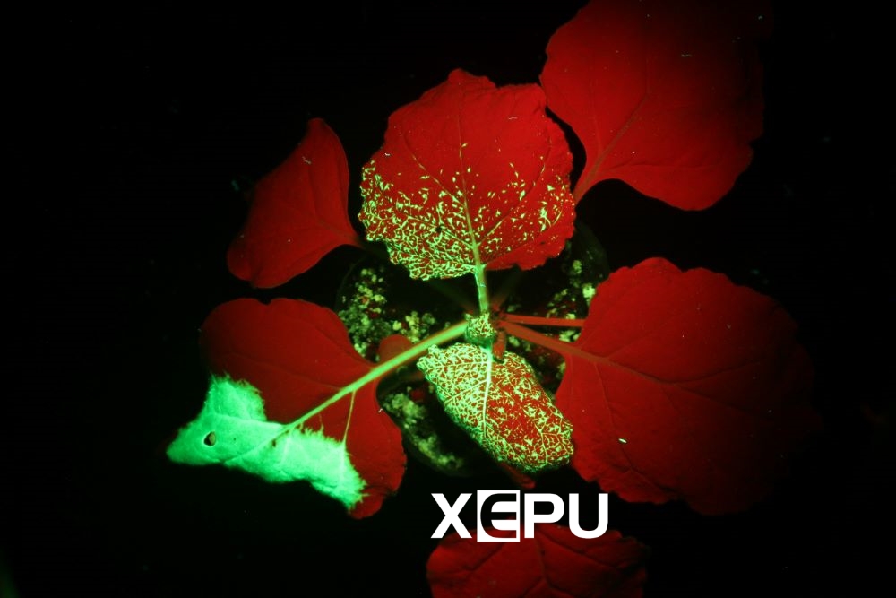绿色荧光蛋白GFP在烟草叶片的表达