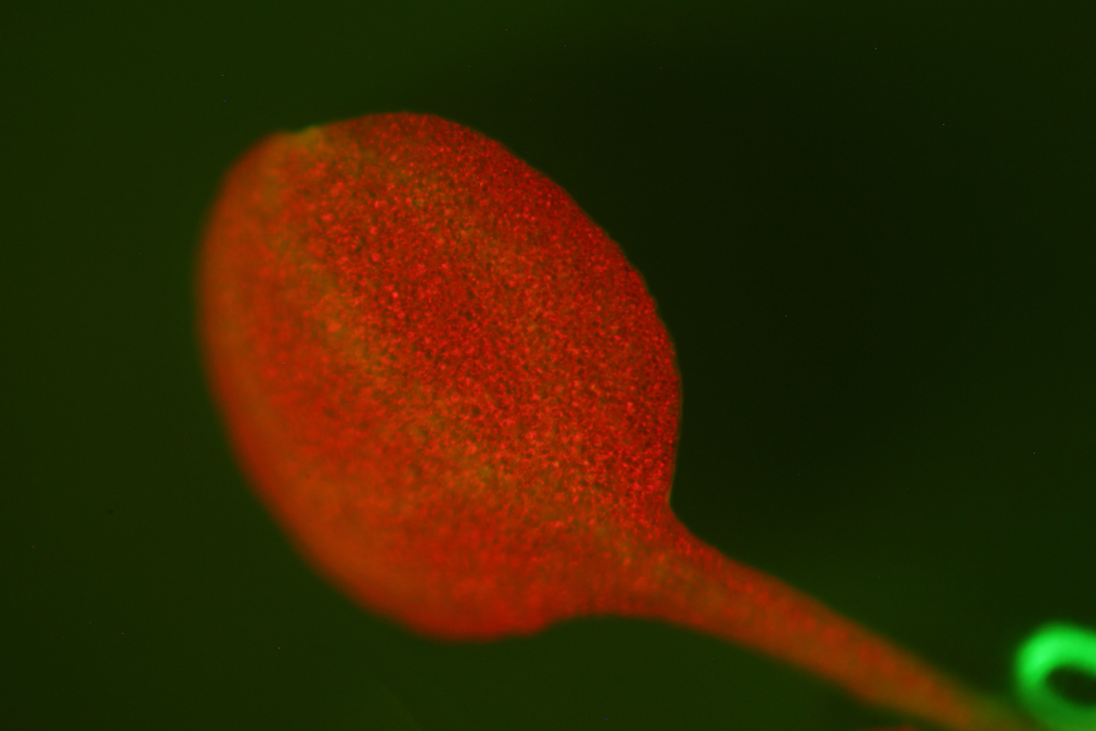 Arabidopsis_green_filter_test-3.jpg