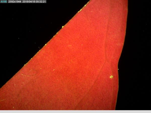 叶中叶绿素发出的红色荧光
