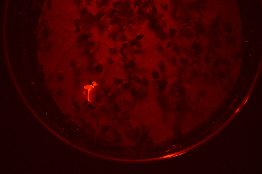 使用NIGHTSEA DFP识别表达红色荧光蛋白的幼苗