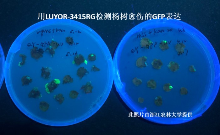 LUYOR-3145RG观察杨树愈伤组织中的gfp荧光蛋白的表达