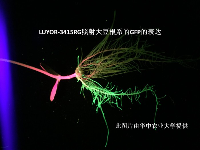 LUYOR-3145RG观察大豆根系中的gfp荧光蛋白的表达