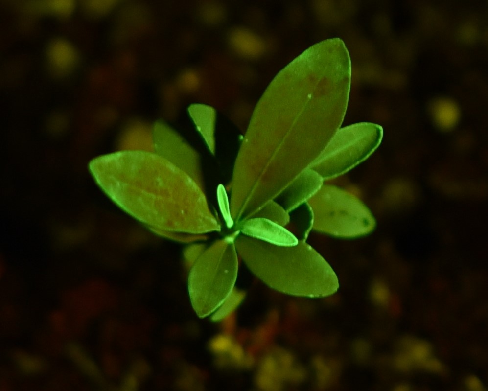 常见荧光蛋白介绍