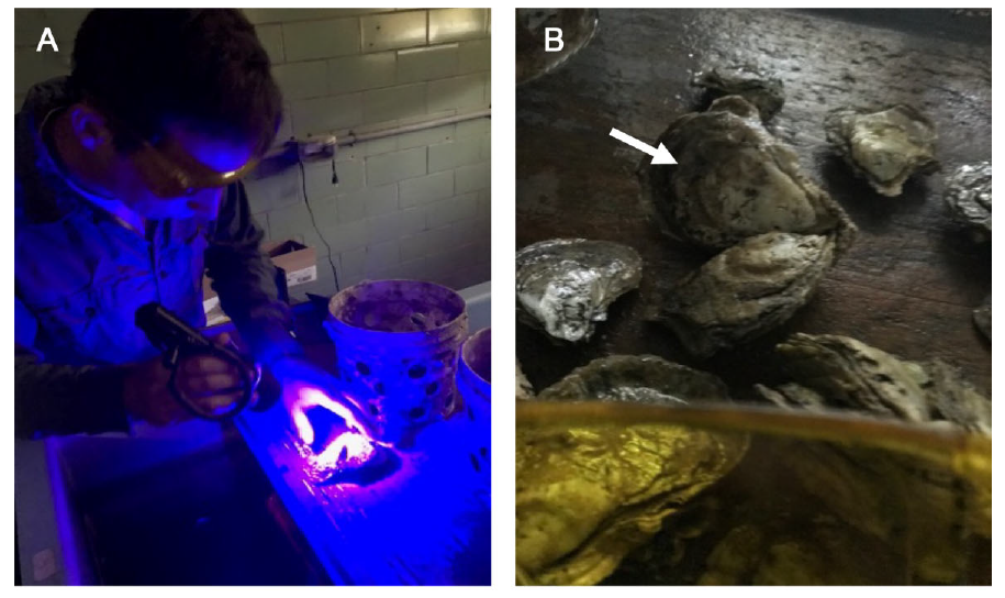 蓝色荧光手电筒和黄色荧光观察眼镜检查牡蛎上的荧光标记