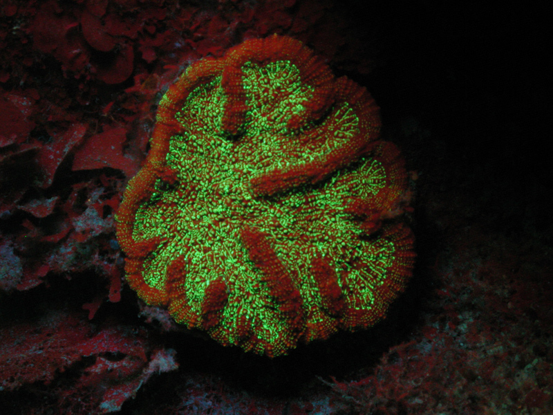  蓝光照射下珊瑚和藻类的荧光