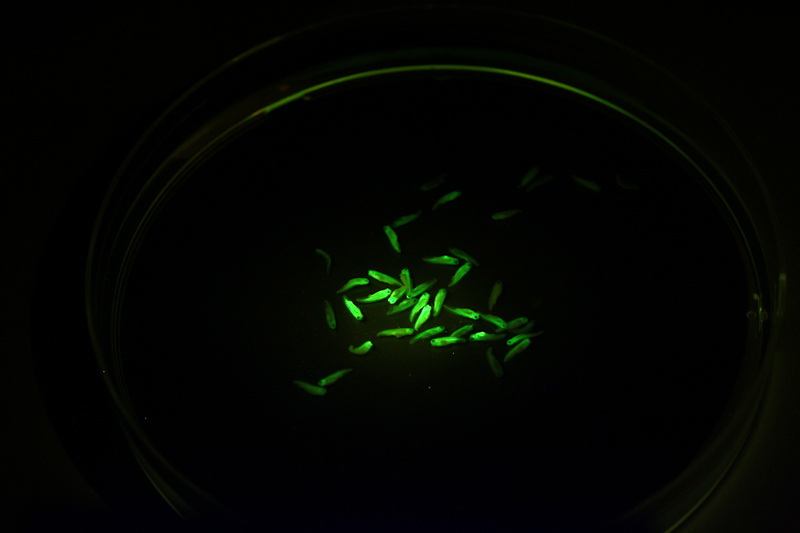 荧光手电筒观察绿色荧光蛋白GFP的表达