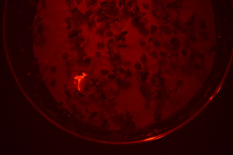红色荧光蛋白在植物幼苗上的表达