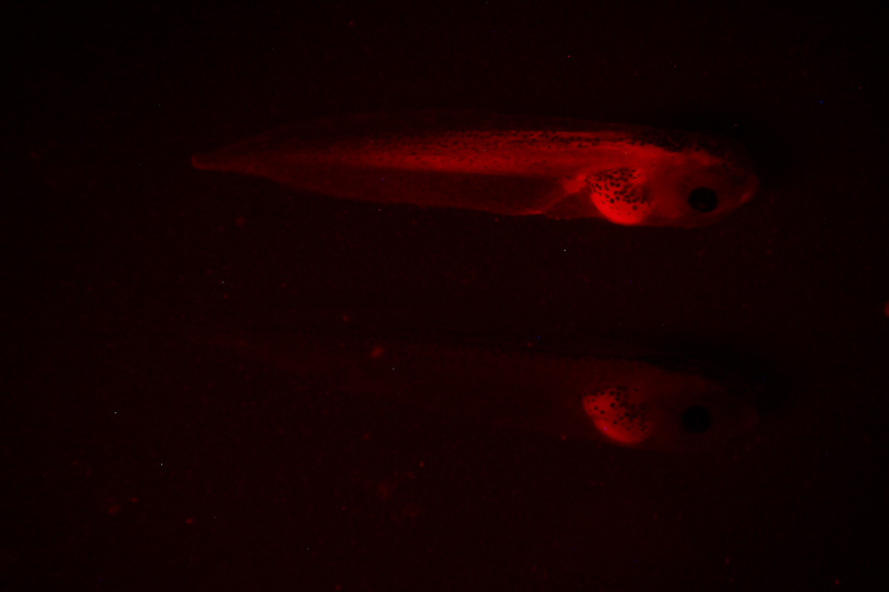 红色荧光蛋白在斑马鱼上的表达