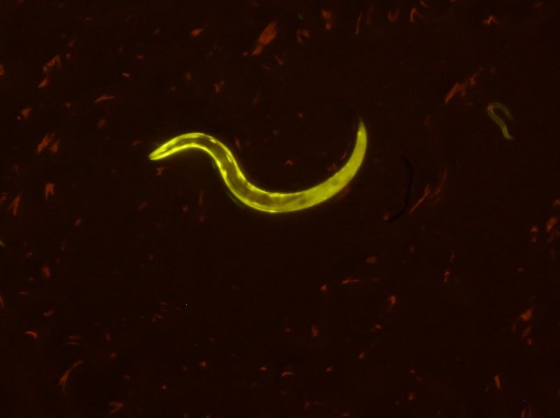 荧光适配器观察荧光蛋白在线虫上的表达