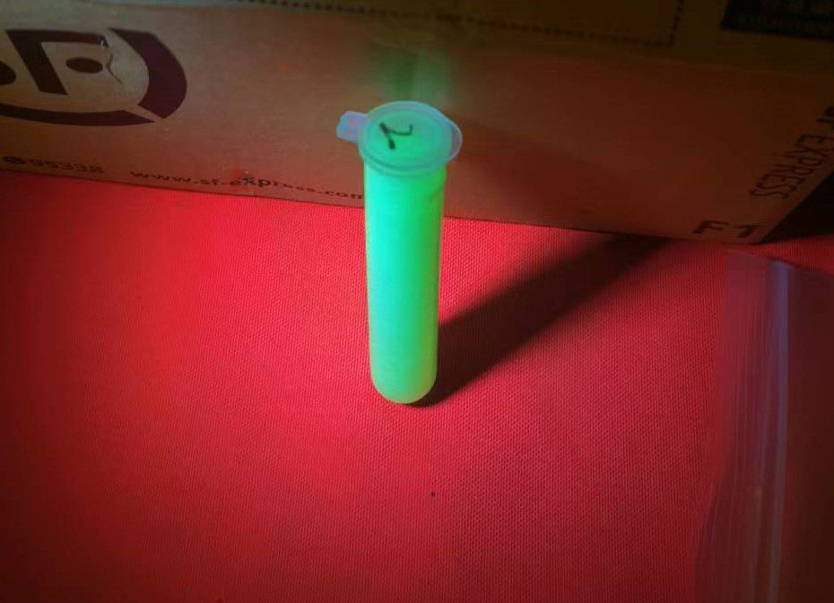 绿色荧光微球在LUYOR-3415RG激发光源照射下的荧光效果