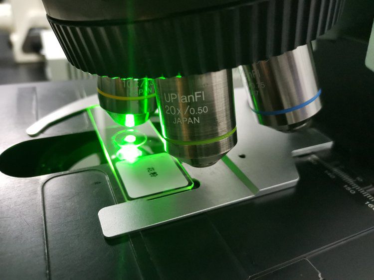 荧光体视显微镜