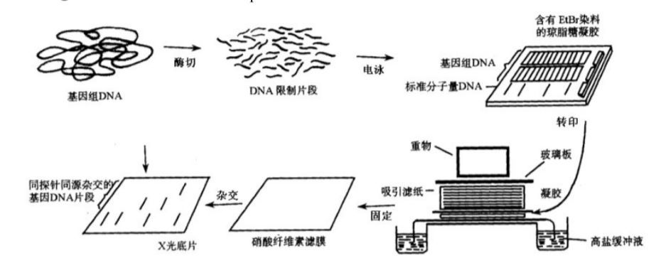 核酸分子杂交的类型和分子杂交方法