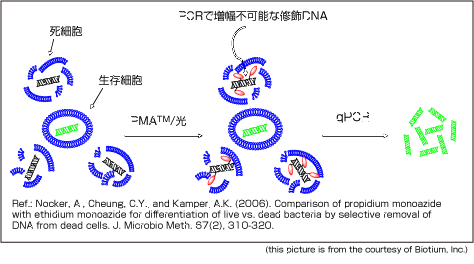 PMA光解仪在活菌检测中的应用 