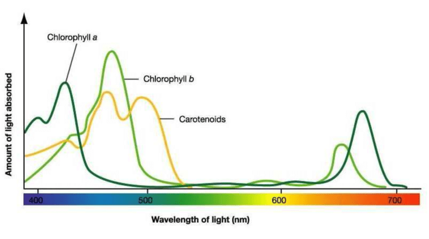 叶绿素的激发光和发射光的光谱图