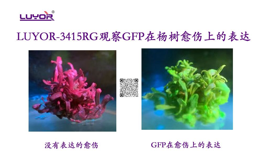 激发光源观察GFP在杨树愈伤上的表达