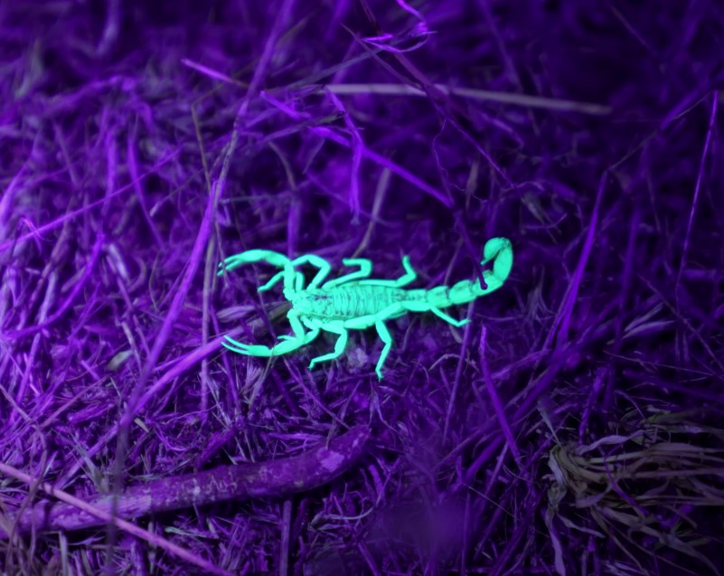 昆虫在紫外线灯下发出荧光