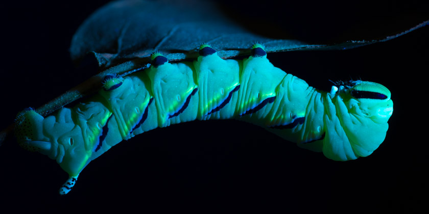 昆虫在紫外线灯下发出荧光