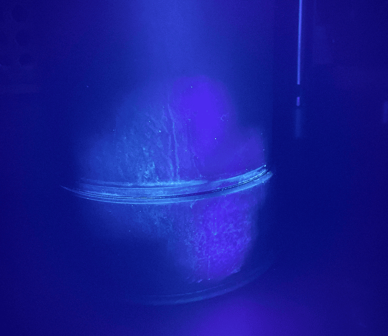 1787123451.png Biofilm.png
